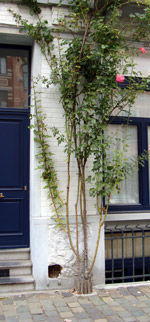 Stoeptegelplant
