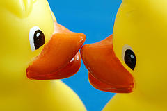 ducks